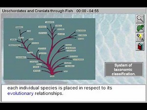 Biology: Vertebrates: Urochordates, Craniata and Fish Part 1