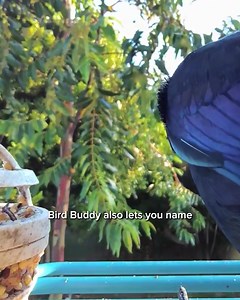 Bird lover’s dream come true! 🐥 Bird Buddy lets you enjoy every bird up close. 📲 Get instant notifications when a bird visits 🔍 Easily identify over 1000 species 📸 Create a personal collection of photos & videos Discover Bird Buddy today ➡️ https://mybirdbuddy.com/ | Birdbuddy