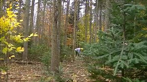 Fall Firewood Cutting