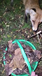 Лиса Лиза удивлена ведру с листьями. Fox Lisa is surprised by the bucket of leaves.