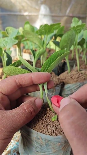 Revolutionizing Agriculture: From Books to Reality