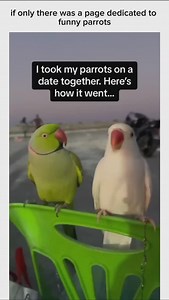 Meow meow meow 🤣 - Go to @the.laughing.parrot for the original video :) - #tweety #tweetyandfriends #tweeticus #tweetythelovebird #birds #pets #cute #funny #animallovers #photooftheday | Tweety and Friends