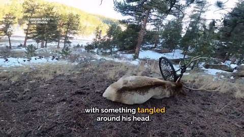 Giant elk stuck in swing rescued by wildlife officer