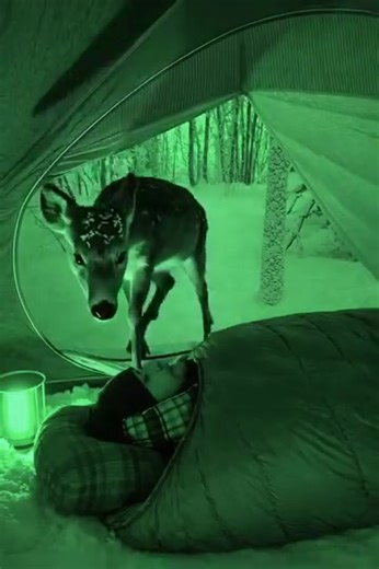 Something entered my tent while I was asleep. The night-vision footage explains why I’ll never camp the same again. 🫣 👉 First comment 👇 | TentMusic