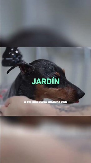 ¿Puede un mini pincher vivir feliz en un piso pequeño? 🐕