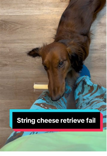 Yes, he also got cheese. 🧀 #dachshund #cheese #obedience #dogtraining #fail