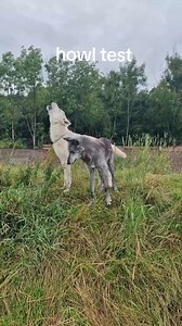 How fast can my dogs howl? Watch this fun experiment