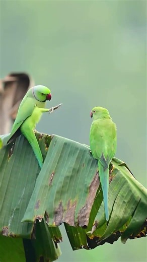 ⁉️be kind to every kind 🕊️🩸##animals #nature #peace #viral #world #trending #care #love