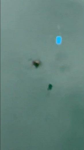 久しぶりにマハタ仔魚が釣れました。サビキカゴに天秤を付け、1本針仕掛けを垂らしてサシエサをすれば、根魚に圧倒的な効果があります。これでカサゴ（ガシラ）、ハタ系は過去に多数釣果あり。