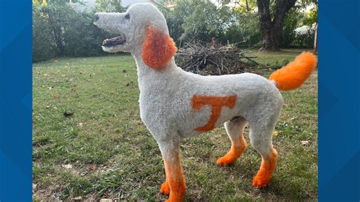 Meet: 'Duck' the viral power T poodle