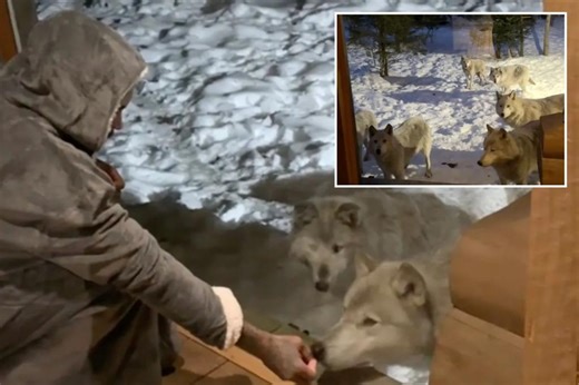 Wild video shows howling pack of 9 wolves surrounding NJ couple’s cabin while on vacation