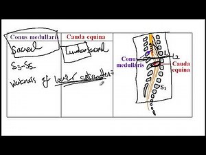 USMLE ACE Video 206: Spinal Cord Anatomy - Conus Medullaris, Cauda Equina, and Reflex Levels