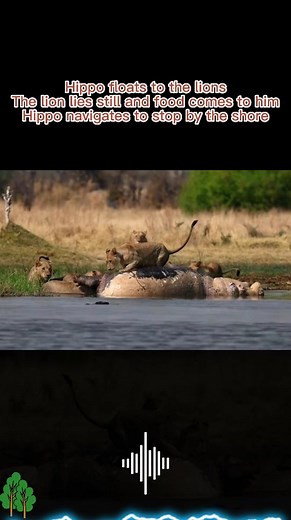 Hippo Encounter With Lion - A Surprising Turn of Events