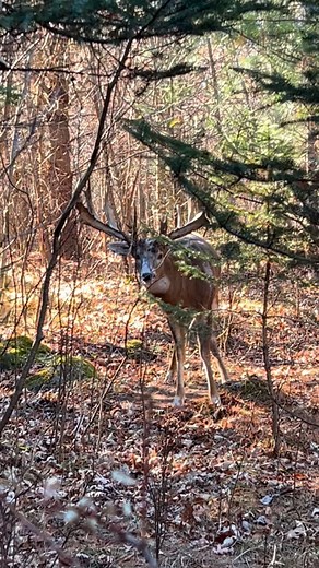 Guys a small tree torn up from a buck rub doesn’t mean a small buck did this 🦌👍. Definitely a common misconception 🤷‍♂️ | Rustic Retreat Deer Park