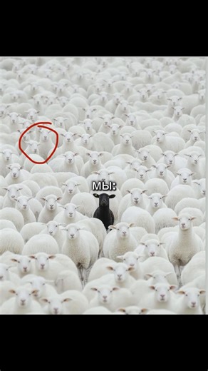 Иностранный язык: Поступление в США и заграницу