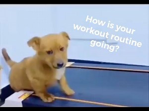 Don't get left behind. This is The Team Workout. No mirrors No posers No perves No waiting for kit No crowed gyms No waisting time. Just show up. And get the most productive, energising, motivating workout surrounded by good people. The Team Workout is for anyone regardless of your age shape and fitness level. Visit www.theteamworkout.co.uk to book in a workout today. #letsgetwalsallfit #fitfam #walsall #bootcamp #theteam #fitnessmotivation #gym #trainhard #boxing #deadlifts #assaultbike | The T