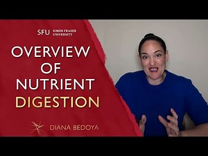 An Overview of the Digestive Tract and the Digestion of Nutrients
