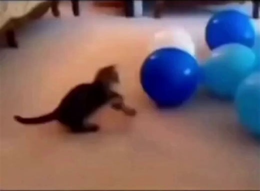 balloon viciously pops cat