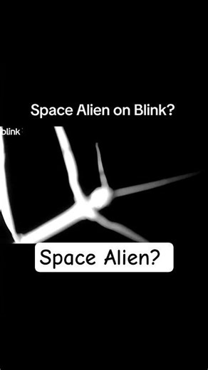 Space Alien or Walking stick? #trending #fyp #viral #shorts #fypシ #foryou #nature #youtubeshorts