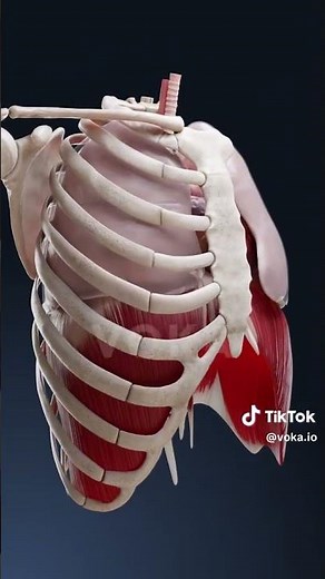 How breathing works- health for life