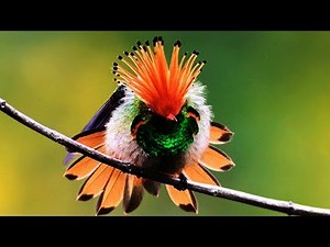 10 Most Beautiful Hummingbirds In The World Video