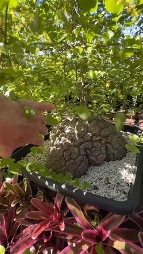 Botanic Wonders 🌿 on Instagram: "Dioscorea elephantipes in full growth and bloom at Botanic Wonders! Our stock plants are growing like crazy with full bloom! Seed pods are forming! Looks like it’s going to be another great year! 😍😍😍"
