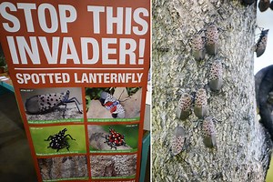 Invasive 'spotted lanternfly' forces 8 NJ counties into additional quarantines