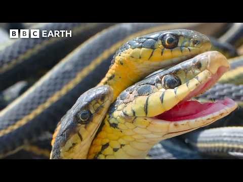 2 Hours With Our Planet's Spectacular Wildlife | BBC Earth