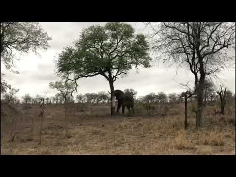 Elephant easily pushes over a tree