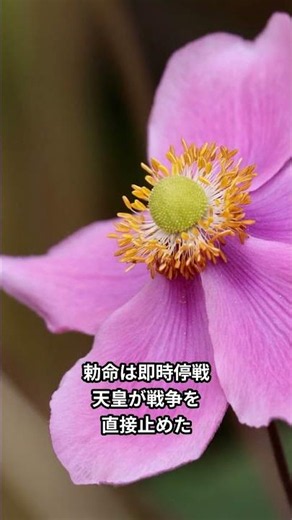 細川幽斎、1首の和歌で5万の軍を止めた VOICEVOX:青山龍星 #shorts