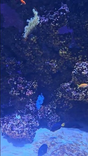Finding Nemo in the Most Beautiful Aquarium
