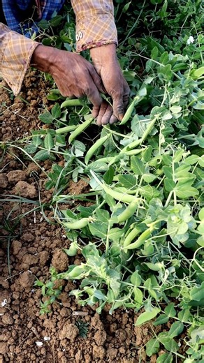 Fresh Green Pea Harvesting #shorts