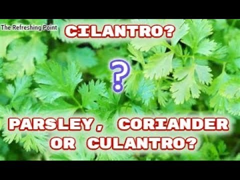 Difference Between Cilantro and Parsley, Coriander, Plus Culantro (Not a Misspelling)
