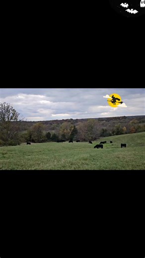 19 reactions | Cozy up this season with our all-natural, grass-finished Black Angus beef! Stock your freezer for fall comfort food—rich, healthy flavor from our pastures to your table. Order your cuts or bulk share today! #knowwhereyourfoodcomesfrom #grassfinished #hightestosterone #nogrowthhormones | Iowa All Natural Beef | Facebook