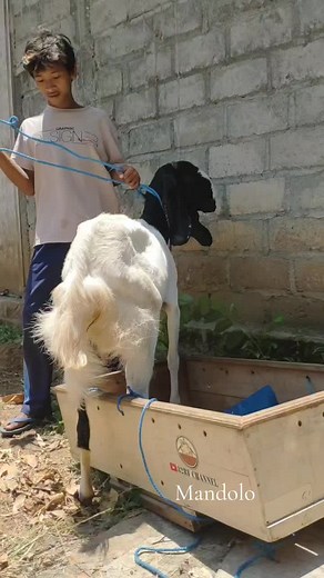 Pacek Bligon Super Merdeka Mase#82RFchannel