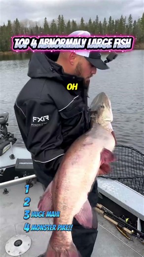 Top 4 Abnormally Large Fish Ever Caught 🤯 Giant Fish You Have to See!