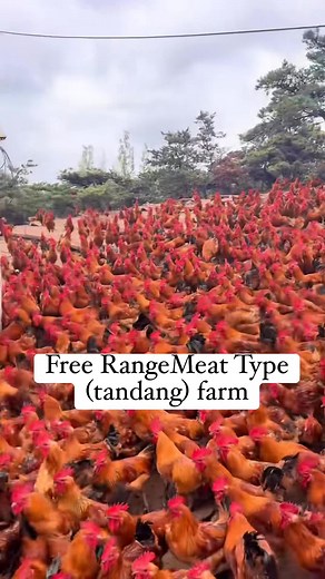 Rooster meat type farm #freerangechickenfarming #pasturedpoultry | Rjmfreerangebackyard