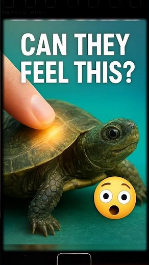 Do Turtles Really Feel Through Their Shell? | Amazing Turtle Facts 🐢”
