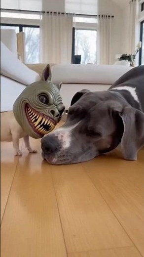 Chihuahua Monster Mask Prank Sends Great Dane Into Total Panic