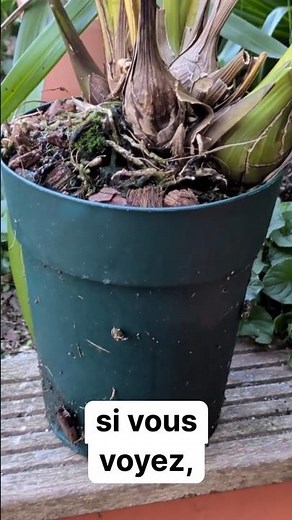 Tips for repotting Cymbidium orchids #garden #orchid