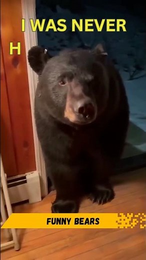 Funny Bears Caught on Camera Again! 🐻😂 Best Bear Moments Compilation #shorts