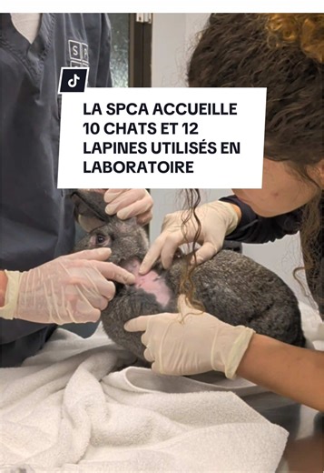 LA SPCA ACCUEILLE 10 CHATS ET 12 LAPINES UTILISÉS EN LABORATOIRE Nous accueillons régulièrement des animaux de tous horizons. Vendredi dernier, ce sont des chats et des lapines utilisés en science que la SPCA de Montréal a reçus, et plusieurs d’entre eux ont besoin de soins médicaux. Depuis leur naissance, les lapines Magnolia, Buttercup, Honeybun et leurs 9 autres camarades ont probablement subi de nombreuses manipulations et procédures, mais ce passé est derrière elles. Aujourd’hui, notre prio