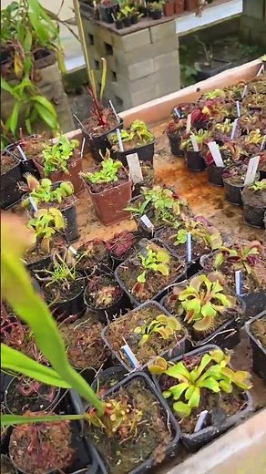 MORE THAN 20 TYPES OF CARNIVOROUS PLANTS #carnivorousplant