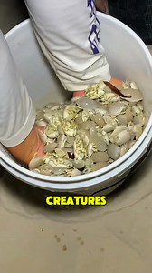 You might think these tiny creatures are turtles, but they're actually something else. In the U.S., people usually call them sand fleas, though they’re also known as mole crabs or sand crabs. Even though they have “crab” in their name, they’re not true crabs — just tiny crustaceans that live along wet, sandy beaches. They spend the day buried under the sand, and when night arrives, they crawl out to find something to eat. Fishermen usually collect them when the tide is low to use as bait, but so