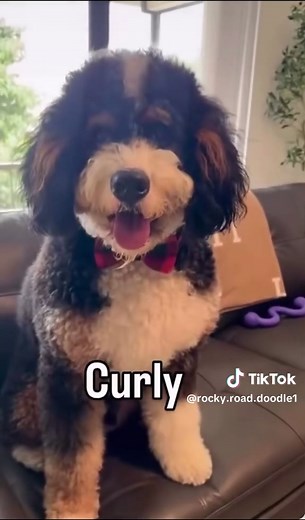 Full Grown Bernedoodle Hair: What to Expect