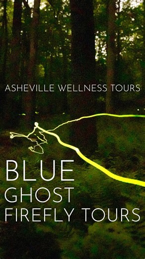 16 comments | Meet the Blue Ghost firefly ✨ — one of nature’s most...