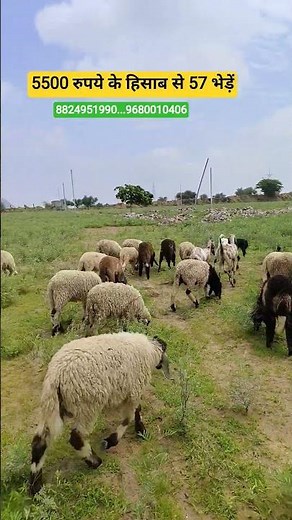 @village goat farm 8824951990 |₹5500@How to start goat/farming | (@India's largest goat farming )