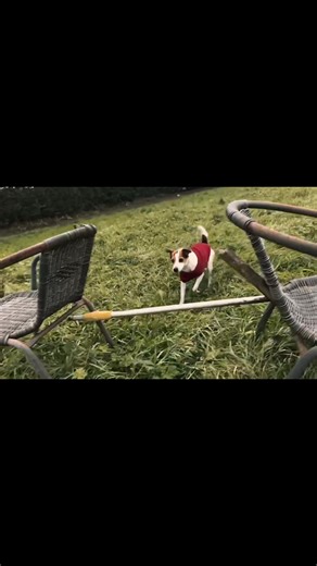 ❓/how good are your dogs jumps? #dot🦅 #viral #foryoupage #orangeforstar🧡🕊 #pinkforminniexlady🩷