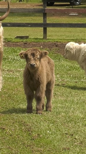 Here's Vanessa Crawford, owner of Crawford's Double O Farm in Thomson, Georgia, talking about what helped her make the decision to raise pure bred Scottish Highland Cattle, and how they've adapted to Georgia's climate. #scottishhighlands #cows #fluffycows #cowfarm #georgiafarm | Farm Monitor