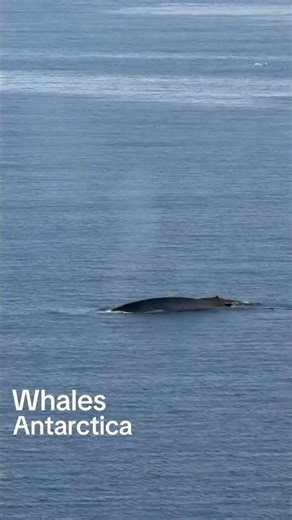 Antarctica Whale Watching | Whale Compilation Filmed from Celebrity Equinox